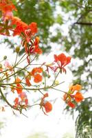 Delonix regia or Caesalpinia pulcherrima flower photo
