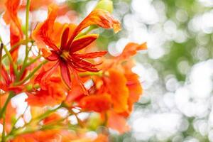 cerca arriba de naranja flamenco flor, real poinciana foto