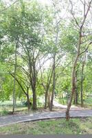 Trees and road in the park at sunny day, photo