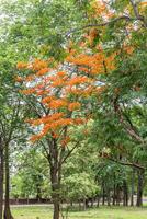 Flame tree with orange flowers in the public park of Bangkok, Thailand photo