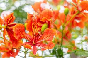 Flame tree or Royal Poinciana flower blooming in garden photo