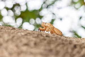 Cicada shell on tree in the garden. Cicada molt photo