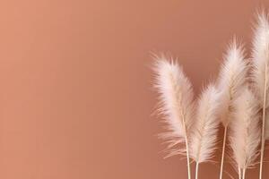 AI generated Pampas grass background, white fluffy pampas grass photo