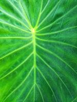 Texture and motif of taro tree leaf fibers photo