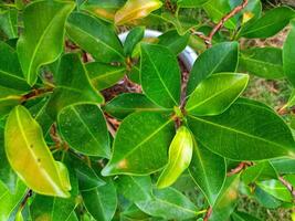 el denso joven hojas de zapote arboles foto