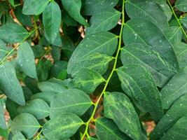 el hojas de el katuk árbol son verde y lozano foto