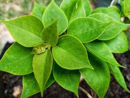 Charming fresh green Bougainvillea flowers photo