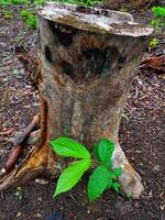 teca árbol dispara crecer siguiente a arboles ese tener estado cortar abajo foto