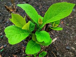 joven teca árbol planta con fresco, amplio hojas con un Superior ángel foto