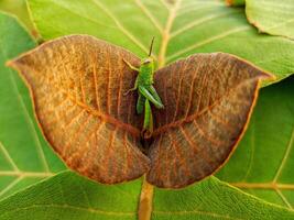 pequeño saltamontes en el hojas de joven teca arboles foto