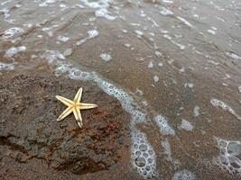 Starfish on a rock on the beach with black sand photo