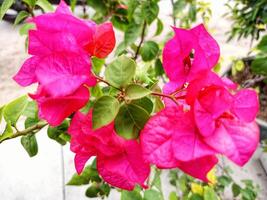 The dazzling pink bougainvillea flower plant photo