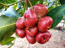 Fresh water guava ripening on a tree photo