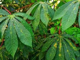 Morning dew on cassava leaves photo