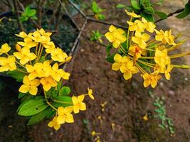 Yellow Ashoka flower plants on the terrace photo