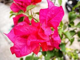 The dazzling pink bougainvillea flower plant photo