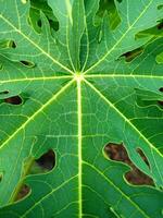 Texture and pattern of green papaya leaves photo