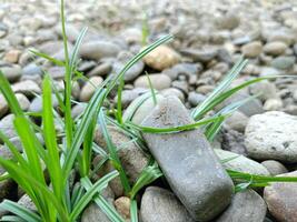 Rrocks with green grass in the yard photo