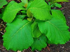 joven teca árbol planta con fresco, amplio hojas con un Superior ángel foto