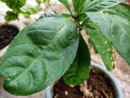 The texture and motif of the wide green senggugu leaves photo