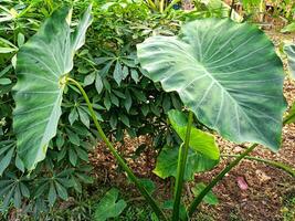 Taro leaves are wide and lush growing in the countryside photo