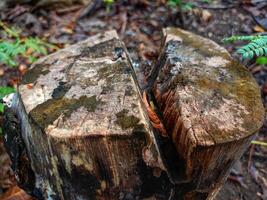 Felled tree trunks in the garden photo