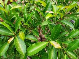 The dense young leaves of sapodilla trees photo