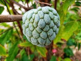 Ripe sugar apple fruit on the tree photo