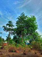 Cottonwood trees tower over the yard with flat angels photo