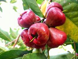 Fresco agua guayaba madurez en un árbol foto