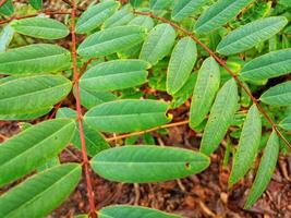 The lush leaves of Siamea senna are neatly arranged in rows photo