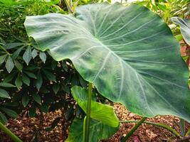 Taro leaves are wide and lush growing in the countryside photo