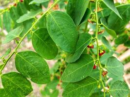 Texture and motif of katuk leaves photo