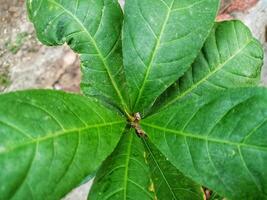 The texture and motif of the wide green senggugu leaves photo