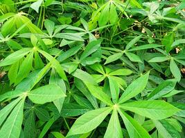 Cassava leaves that grow abundantly in the garden photo