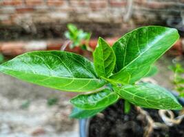 The refreshing green leaves of the jasmine plant photo