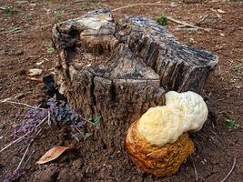 Mushrooms on wood in residents' yards photo