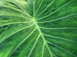 Texture and motif of taro tree leaf fibers photo