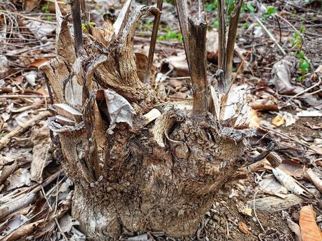 Tree roots in the yard in the countryside photo