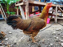 Free-range chickens in the yard photo