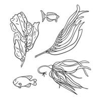 Outline hand drawn sketchy drawings of seaweeds and fish. Black sketchy outline plants on white background. Ideal for coloring pages, tattoo, pattern vector