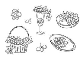 Hand drawn outline sketch set with grapes. Doodle black contour bunches of grapes in glass, in basket, on plate on white background. Ideal for coloring pages, tattoo, pattern vector