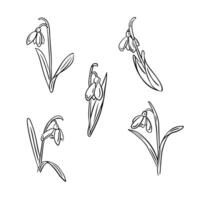 Black outline hand drawn doodle set of snowdrop flowers. Sketchy black contour flowering plant on white background. Ideal for coloring pages, tattoo, pattern vector