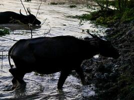 a herd of buffaloes swimming in the lake, The buffaloes that come out of the farms at sunrise go to graze on the pastures and return to the farm at sunset photo