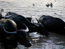 a herd of buffaloes swimming in the lake, The buffaloes that come out of the farms at sunrise go to graze on the pastures and return to the farm at sunset photo