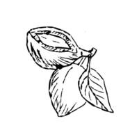 Hand drawn Macadamia Nuts with leaf outline sketch vector