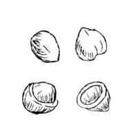 Macadamia peeled nuts with shell outline icons vector