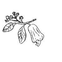 hand drawn sketch outline of cashew blossom branch and fruit vector