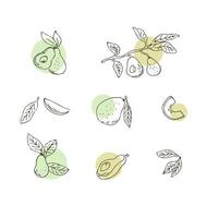 Hand drawn avocado set outline with simple shapes. Vector illustration isolated. Can used for wrapping, packaging, poster, cover design, textile and backdrop for cosmetic and food vegan products