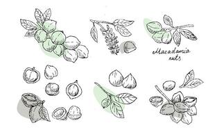 Big set of Macadamia nuts on branch outline with simple shapes vector